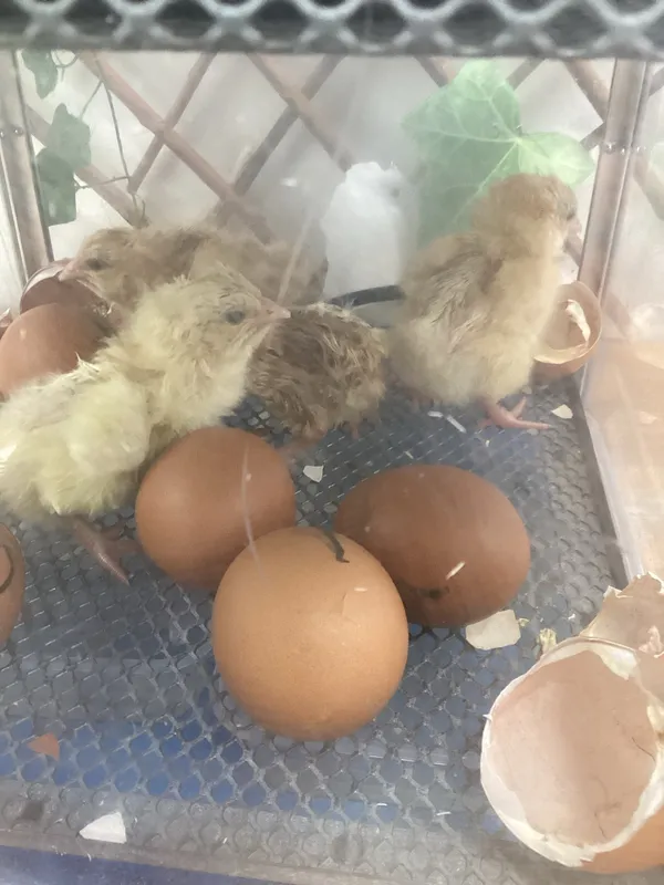 Gallery - created at 2024-07-04 16:12:30 - image 2