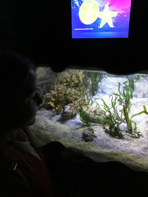 Year 5 Sealife Centre  - image 54