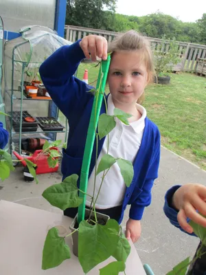 Giant Beanstalks - image 17