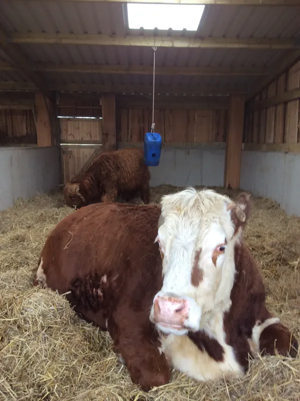 Gallery - created at 2024-02-29 15:51:05 - image 8 Gallery - created at 2024-02-29 15:51:05 - image 8