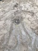 Forest School 142 - image 1 Forest School 142 - image 1