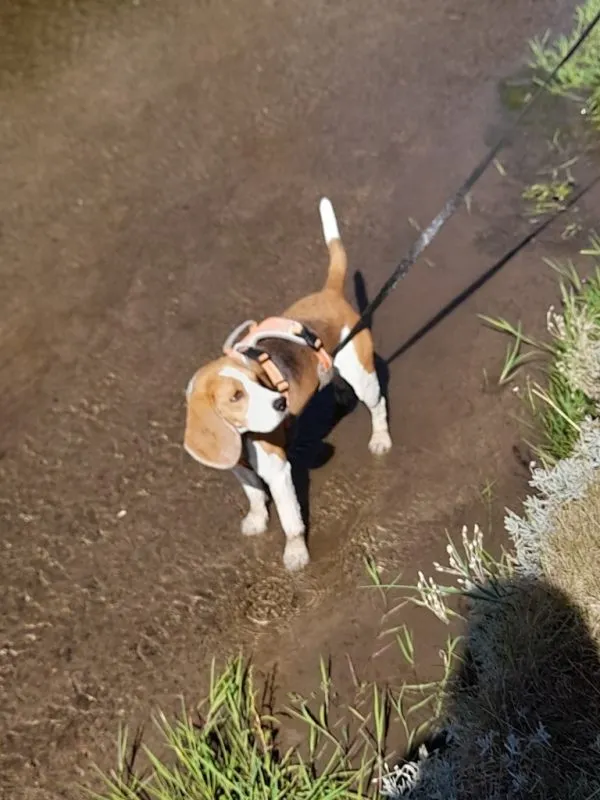 Our School - Bella 1 - image 1