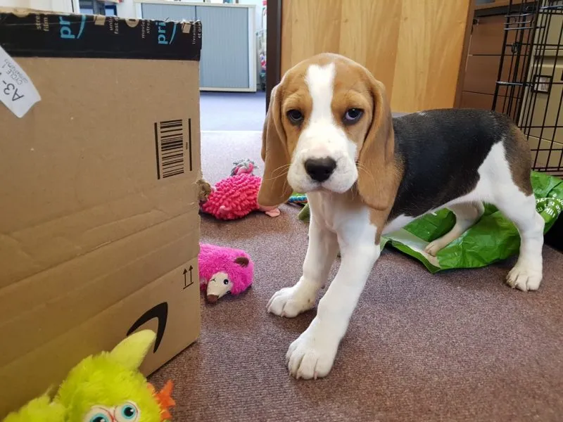 Our School - Bella 12 - image 2