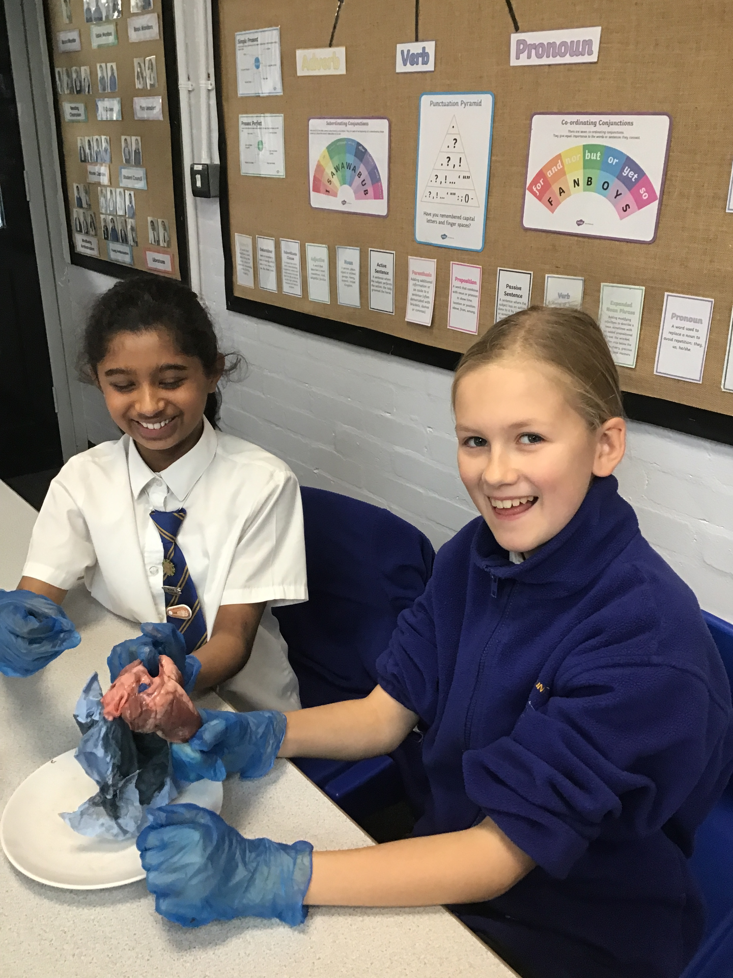 Y6 Sheep Heart Dissection