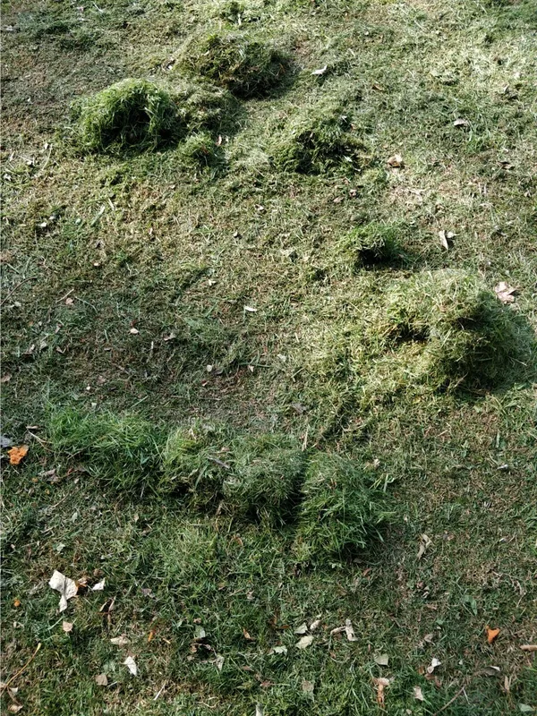 Y3 Forest schools - image 8