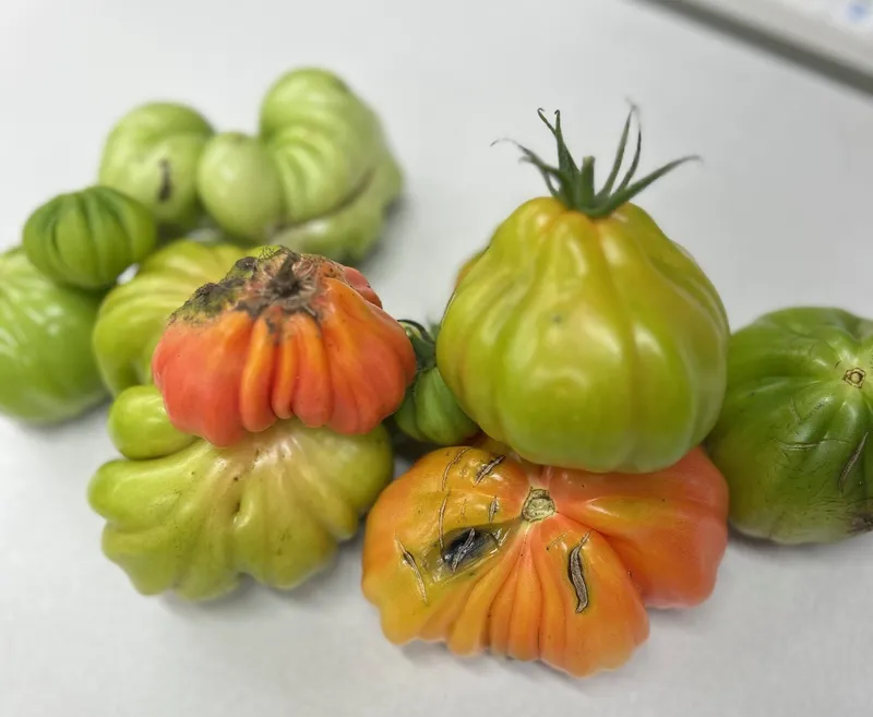 Gallery - created at 2025-10-12 10:09:35 - image 1