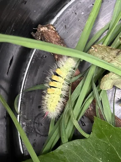 Autumn 2023 - 11th October - Acorns - Testing Natural Materials (strongest - using hammers; waterproof - Little Green Riding Hood cloaks; floating - boats) - image 1 Autumn 2023 - 11th October - Acorns - Testing Natural Materials (strongest - using hammers; waterproof - Little Green Riding Hood cloaks; floating - boats) - image 1