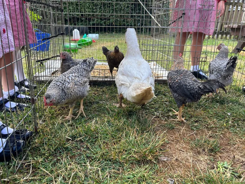 Gallery - created at 2025-07-12 11:34:18 - image 11