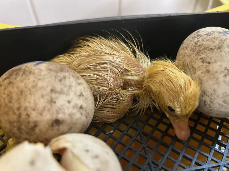 Gallery - created at 2025-06-16 18:31:47 - image 1