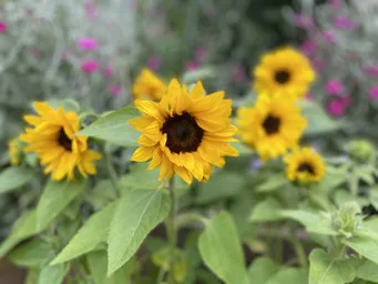 Gallery - created at 2020-07-23 17:35:50 - image 11