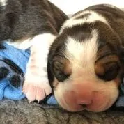 Our School - Bella 13 - image 3