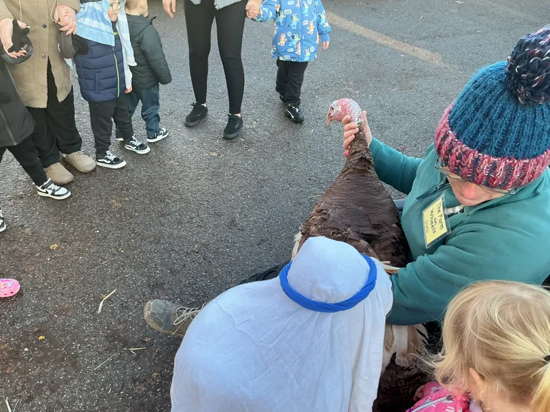 Stella farm on wheels Part 1 - image 34