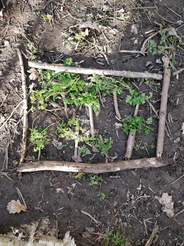 Y3 Forest schools - image 4
