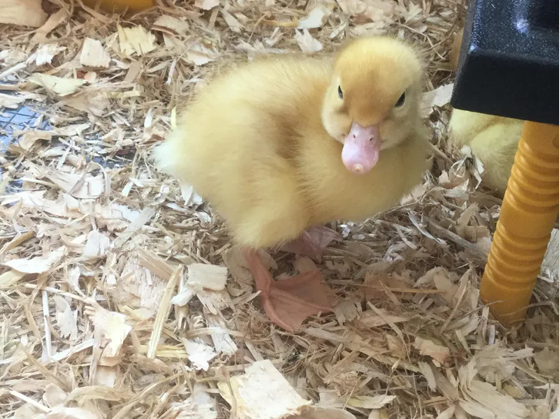 A Date with a Duck 3 - image 5