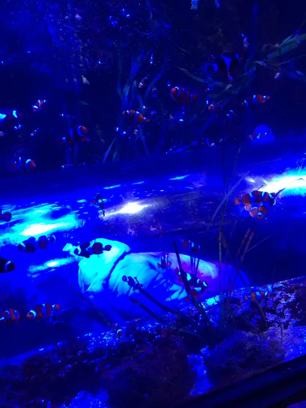 Year 5 Sealife Centre  - image 69