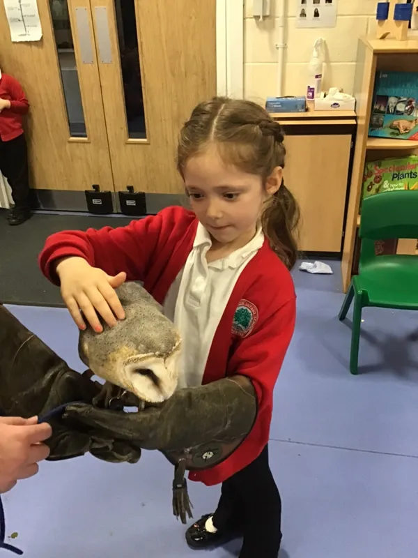 birds of prey year 1 25 - image 11 birds of prey year 1 25 - image 11