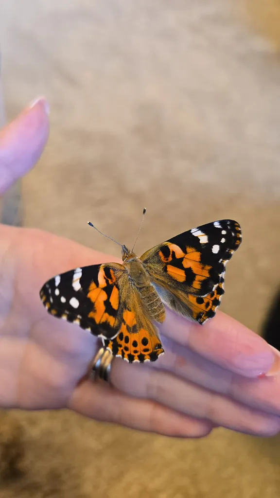 Life Cycles - image 11