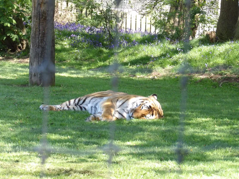 Y3 Yorkshire Wildlife Park Trip - image 18