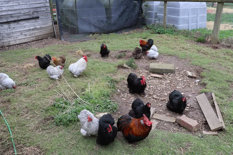 Farm march '26 - image 8 Farm march '26 - image 8