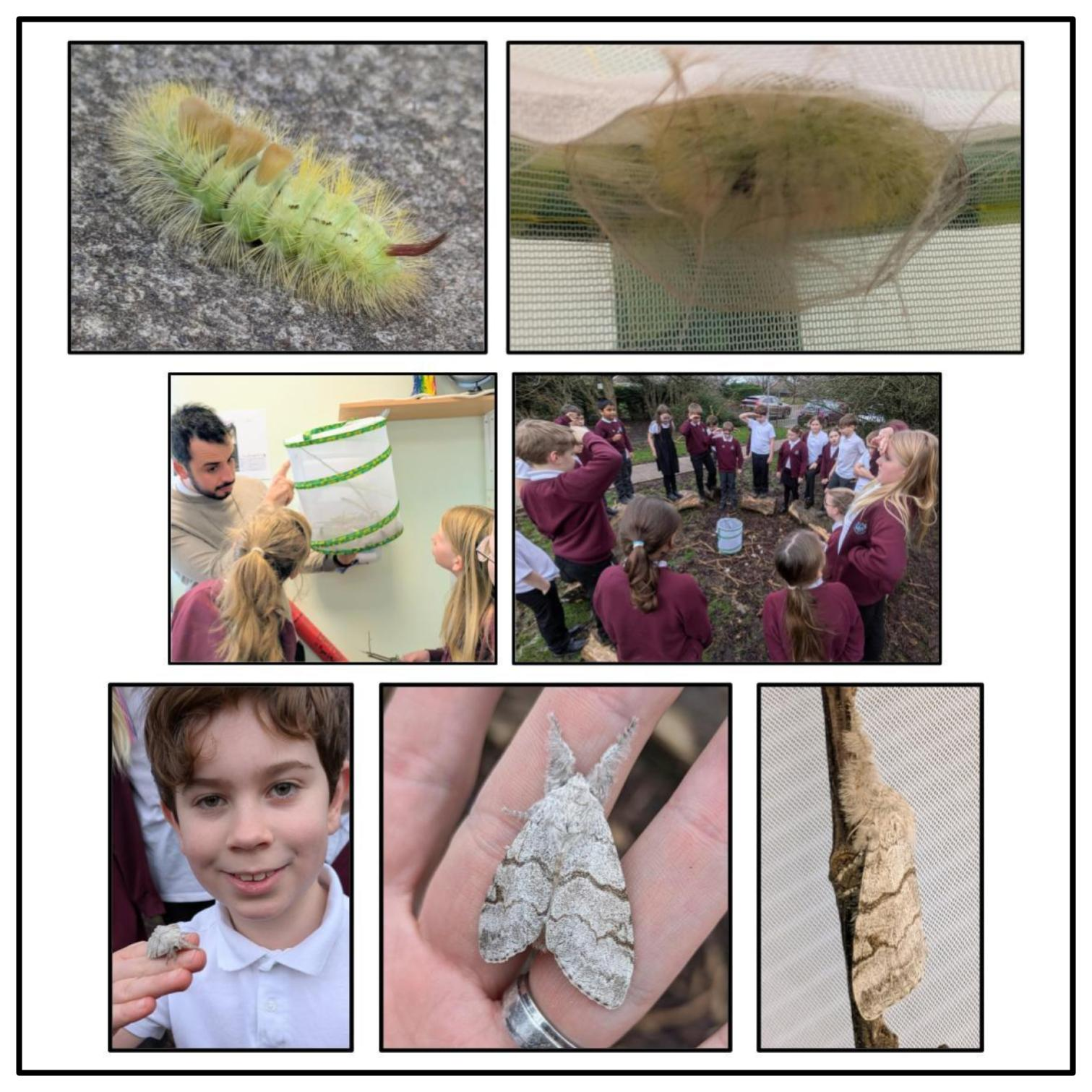 Timmy the caterpillar