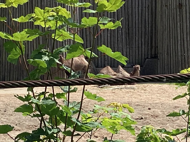 Blackpool zoo - image 6