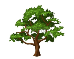 Oak
