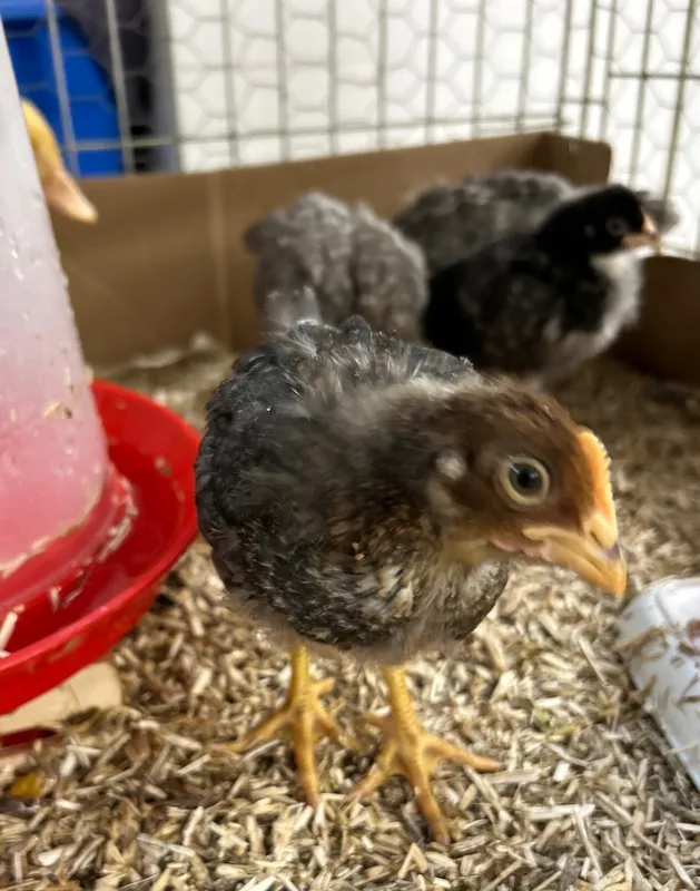 Gallery - created at 2025-06-06 11:32:24 - image 13