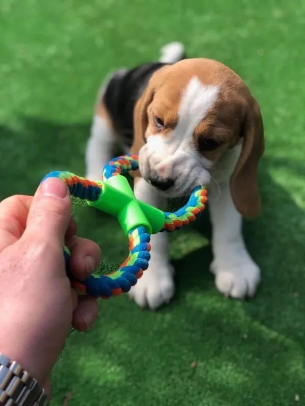 Our School - Bella 12 - image 8