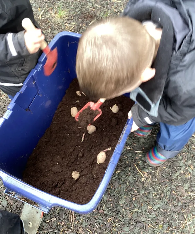 Planting potatoes 26 - image 1