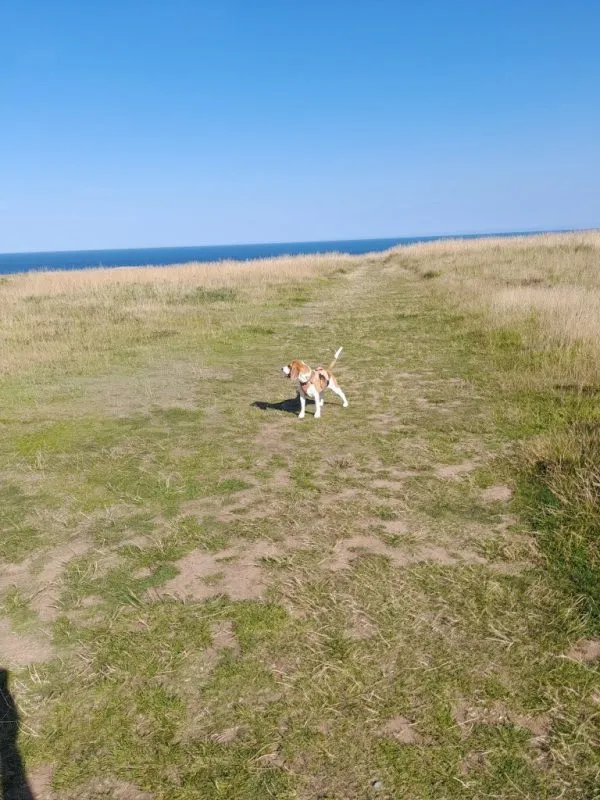 Our School - Bella 1 - image 5