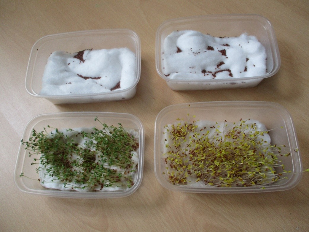 Investigating cress in Reception!