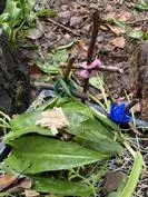 Forest School 102 - image 2 Forest School 102 - image 2