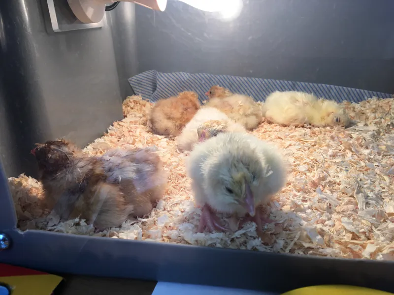 Gallery - created at 2018-04-11 15:00:12 - image 1