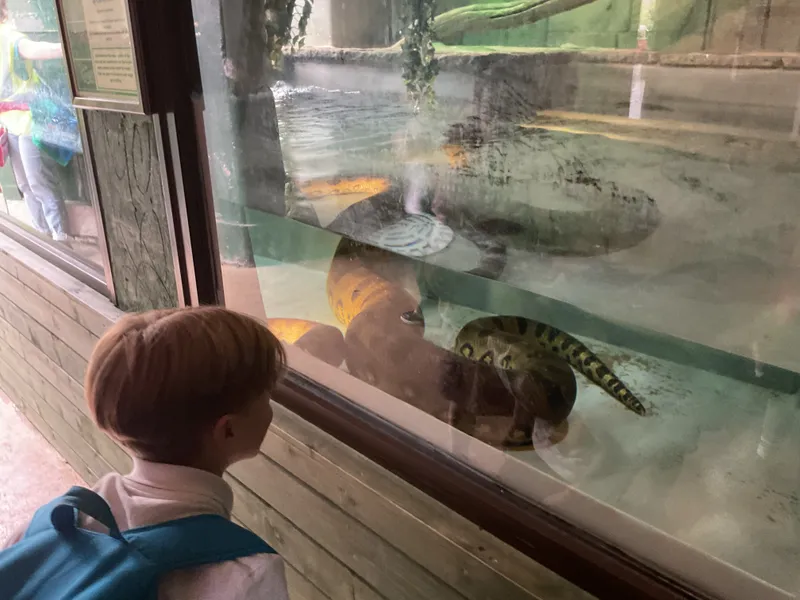 Year 1 trip to Cotswold Wildlife Park - image 1 Year 1 trip to Cotswold Wildlife Park - image 1