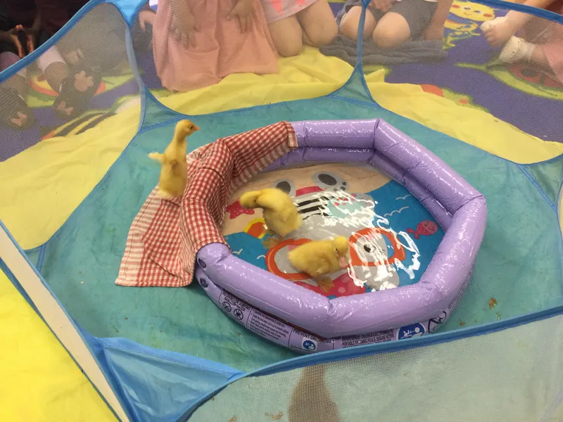 PS duckling swim - image 2