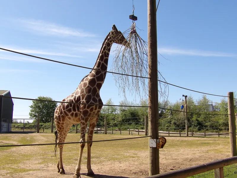 Y3 Yorkshire Wildlife Park Trip - image 23