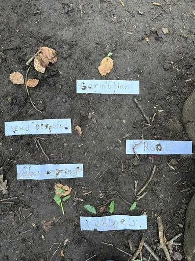 Spring 2024 - 6th March - Acorns - Plant Life Cycle - image 1 Spring 2024 - 6th March - Acorns - Plant Life Cycle - image 1