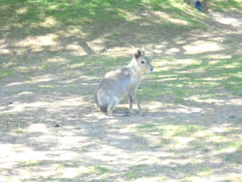 Y3 Yorkshire Wildlife Park Trip - image 27