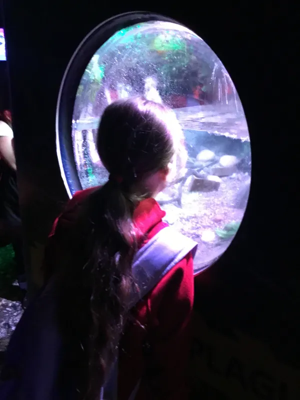 Year 5 Sealife Centre  - image 13