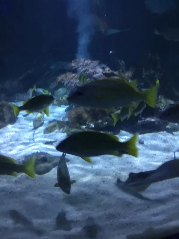 Year 5 Sealife Centre  - image 9