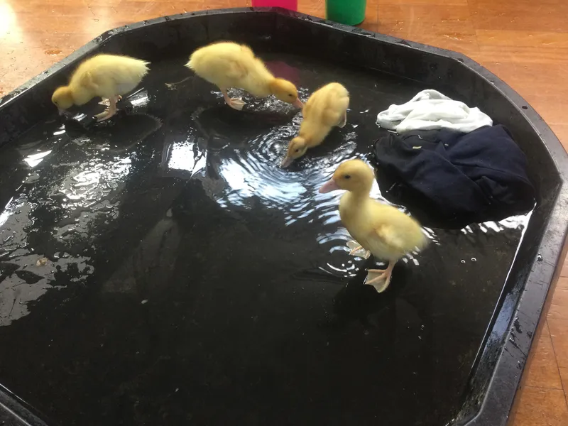 A Date with a Duck 9 - image 3