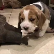 Our School - Bella 13 - image 7