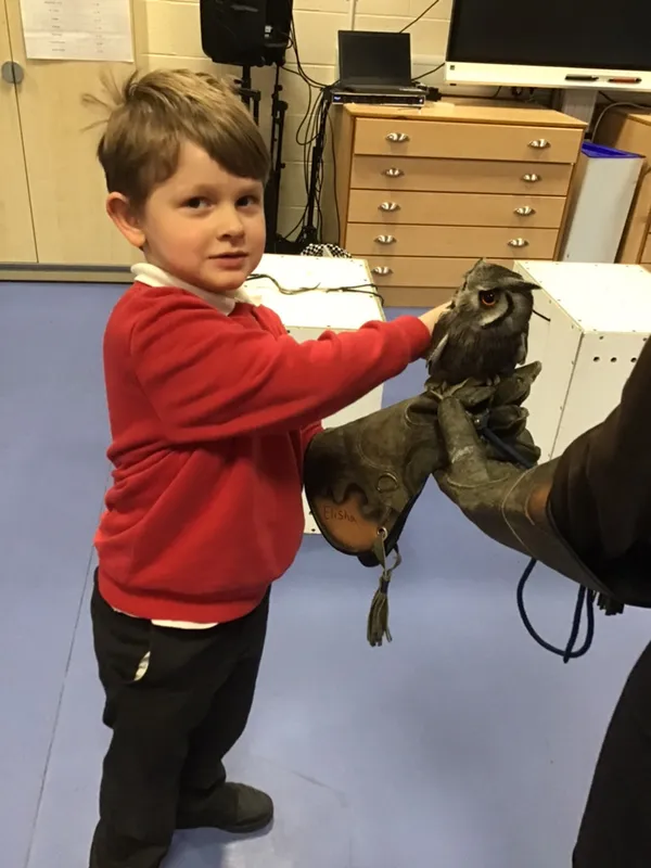 birds of prey year 1 25 - image 1 birds of prey year 1 25 - image 1