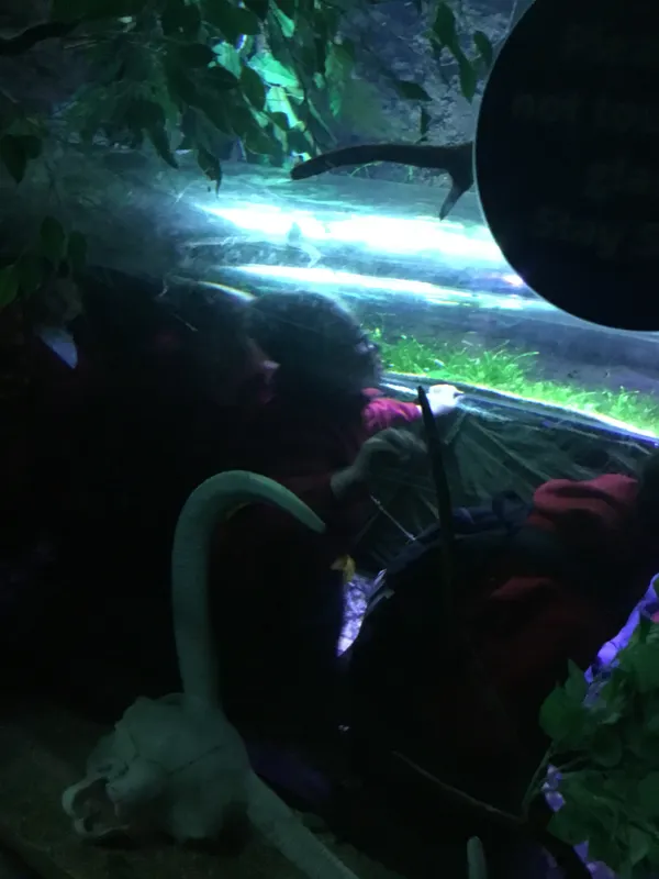 Year 5 Sealife Centre  - image 40