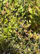 Forest School 63 - image 4 Forest School 63 - image 4