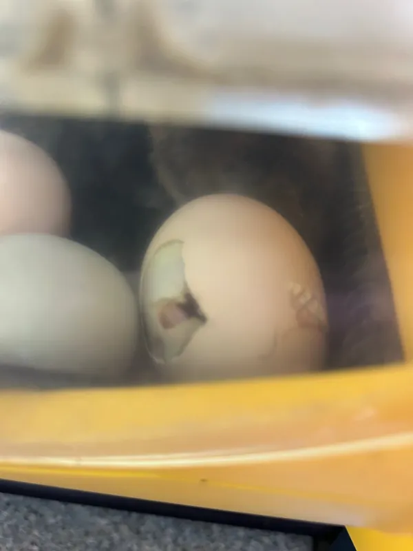 Gallery - created at 2025-05-15 20:09:46 - image 1