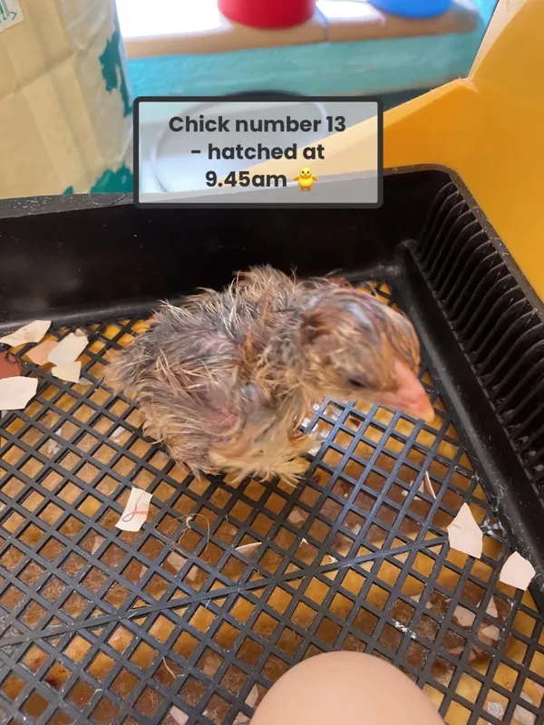 Chickens Hatched - image 1 Chickens Hatched - image 1