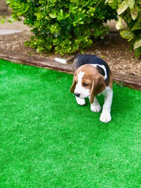 Our School - Bella 12 - image 6