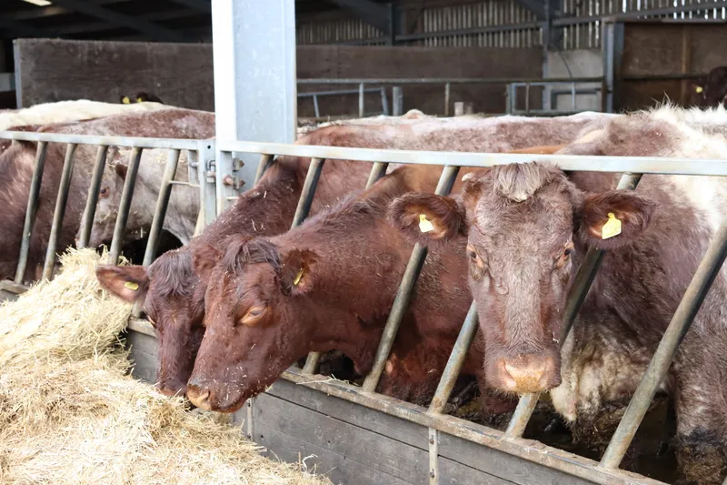 Farm march '26 - image 14 Farm march '26 - image 14