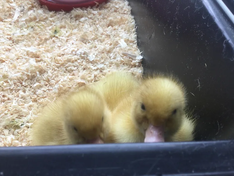 A Date with a Duck 14 - image 1